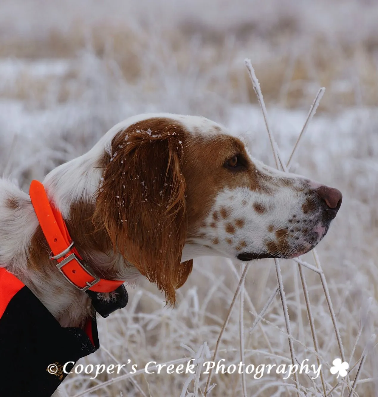 Cooper with ice