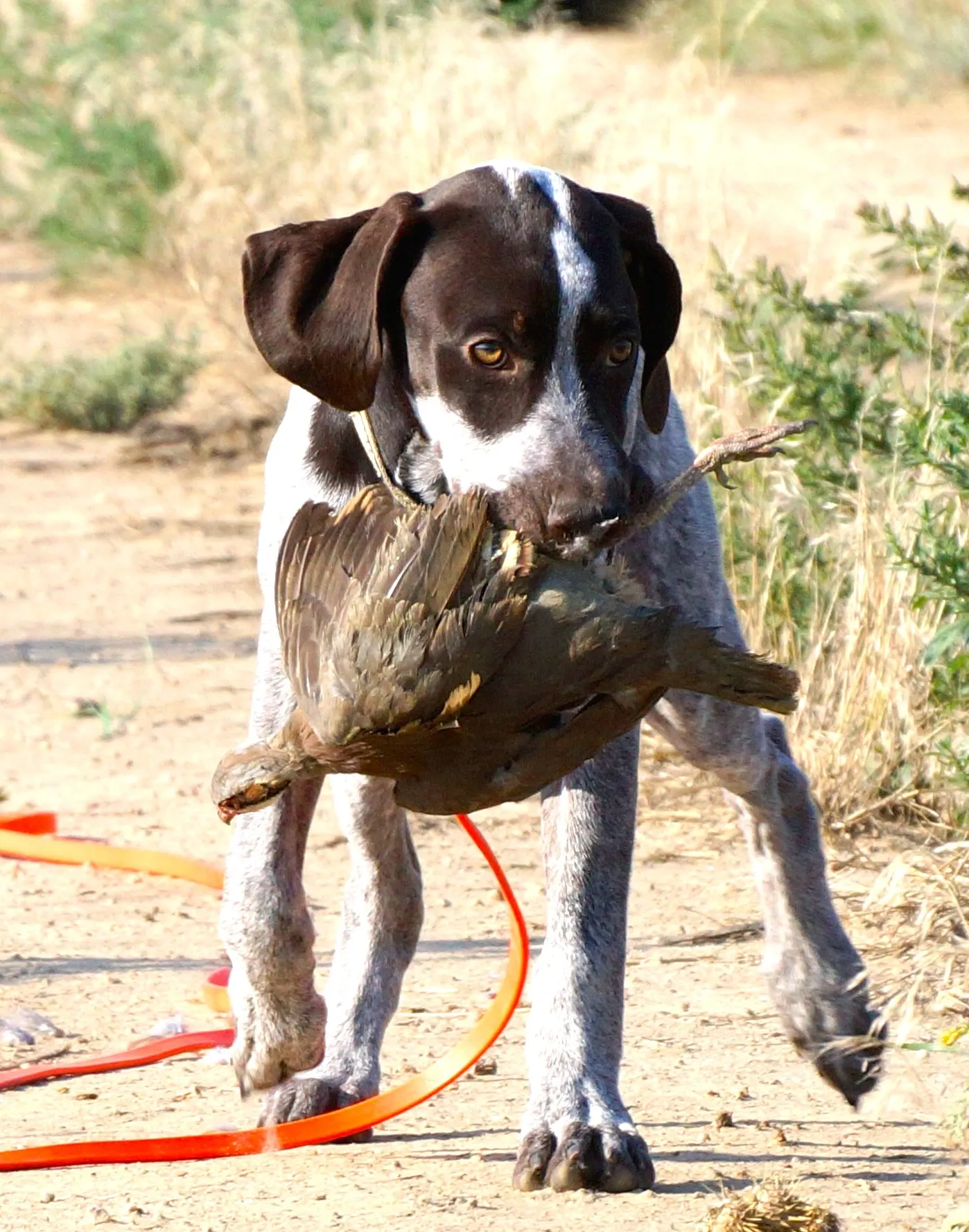 Dakota - Coopers Creek Photography