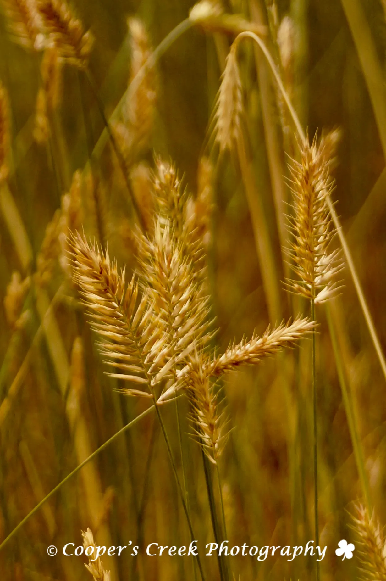 Grass1