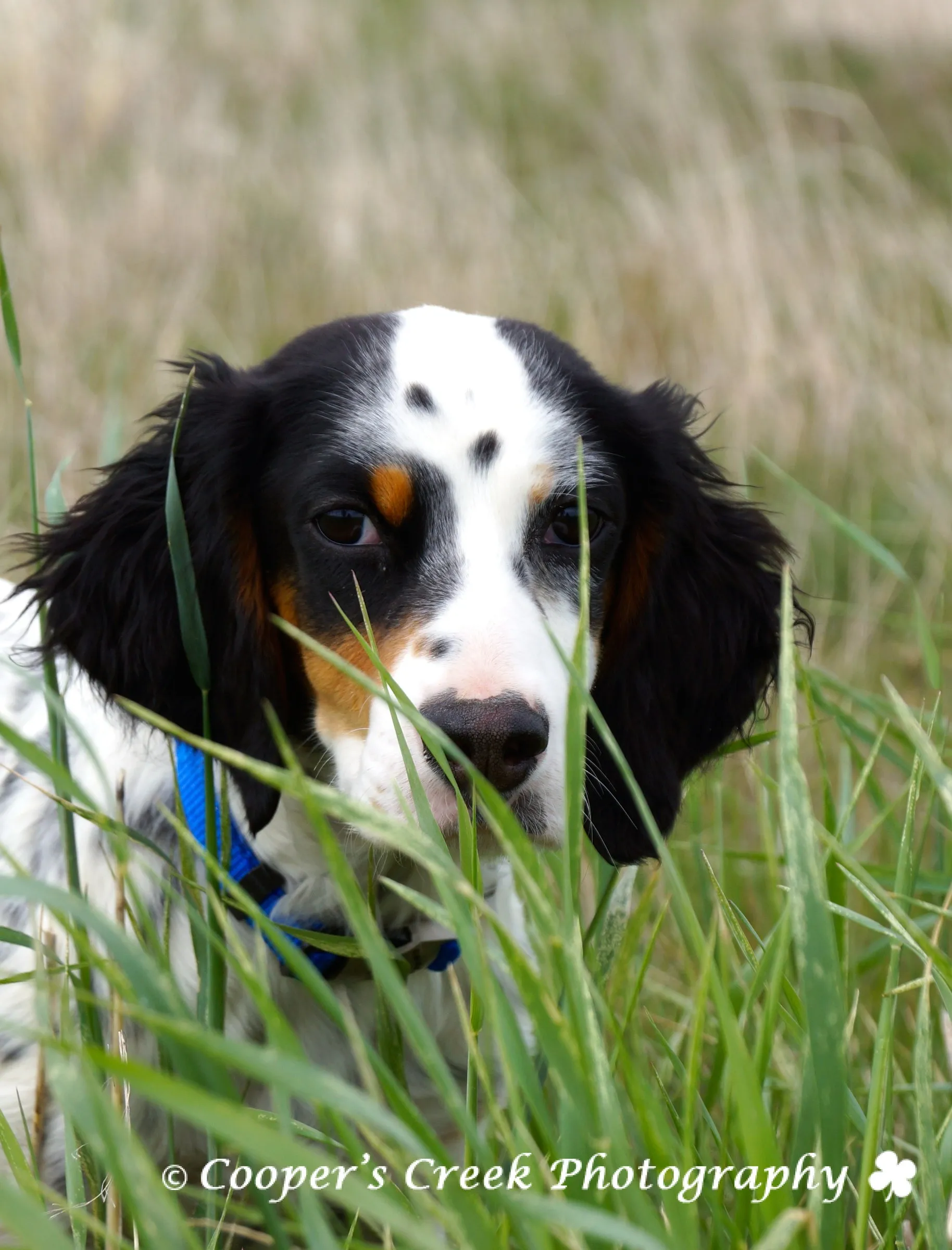 Toby